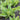 Lettuce, Leaf - Deer Tongue - Amish