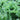 Lettuce, Leaf - Grand Rapids TBR