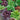 Lettuce, Blend - Heirloom Garden