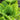 Lettuce, Romaine - Jericho