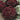 Lettuce, Leaf - Lolita