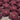 Lettuce, Leaf - Lolla Rossa Darkness
