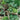 Lettuce, Blend - Mesclun Mix
