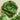 Lettuce, Batavian - Michelle