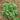 Lettuce, Batavian - Nevada