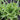 Lettuce, Leaf - Oakleaf - Royal