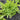 Lettuce, Leaf - Oakleaf - Green