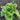 Lettuce, Butterhead - Optima