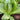 Lettuce, Romaine - Parris Island Cos