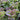 Lettuce, Leaf - Prizehead