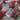 Lettuce, Romaine - Red Romaine