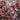 Lettuce, Leaf - Red Sails