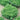 Lettuce, Leaf - Salad Bowl Green