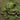 Lettuce, Butterhead - Speckles