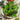 Lettuce, Blend - Spicy Salad Blend
