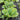 Lettuce, Butterhead - Summer Bibb