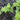 Lettuce, Batavian - Summertime