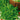 Lettuce, Leaf - Susan