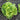 Lettuce, Butterhead - Tom Thumb