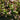 Lettuce, Leaf - Valerie