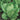 Lettuce, Romaine - Vivian
