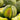 Melon - Haogen