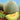 Melon - Scrumptious F1