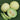 Melon - Honey Dew Tam Dew