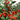Pepper, Hot - Chiltepin