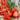 Pepper, Hot - Mushroom Red
