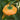 Pepper, Hot - Mushroom Yellow