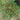 Pepper, Ornamental - Thai Hot Ornamental