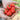 Pepper, Hot - Scotch Bonnet Red