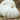Squash, Winter - Flat White Boer