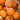 Pumpkin - Harvest Bush F1