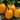 Pumpkin - Harvest Prince F1 PMT