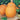 Pumpkin - Hobbit F1 PMR