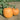 Pumpkin - Montana Jack