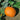 Pumpkin - Ol Zebs
