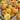 Pumpkin - Trixie F1