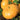 Pumpkin - Yellow of Paris