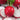 Radish - Early Scarlet Globe