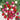 Radish - Easter Egg Mix