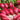 Radish - Pink Lady Slipper