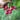 Radish - Pink Beauty