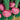 Radish - Purple Plum