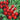 Radish - Rudolph