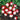 Radish - Sparkler