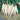 Radish - White Icicle