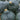 Squash, Winter - Hubbard Chicago Warted